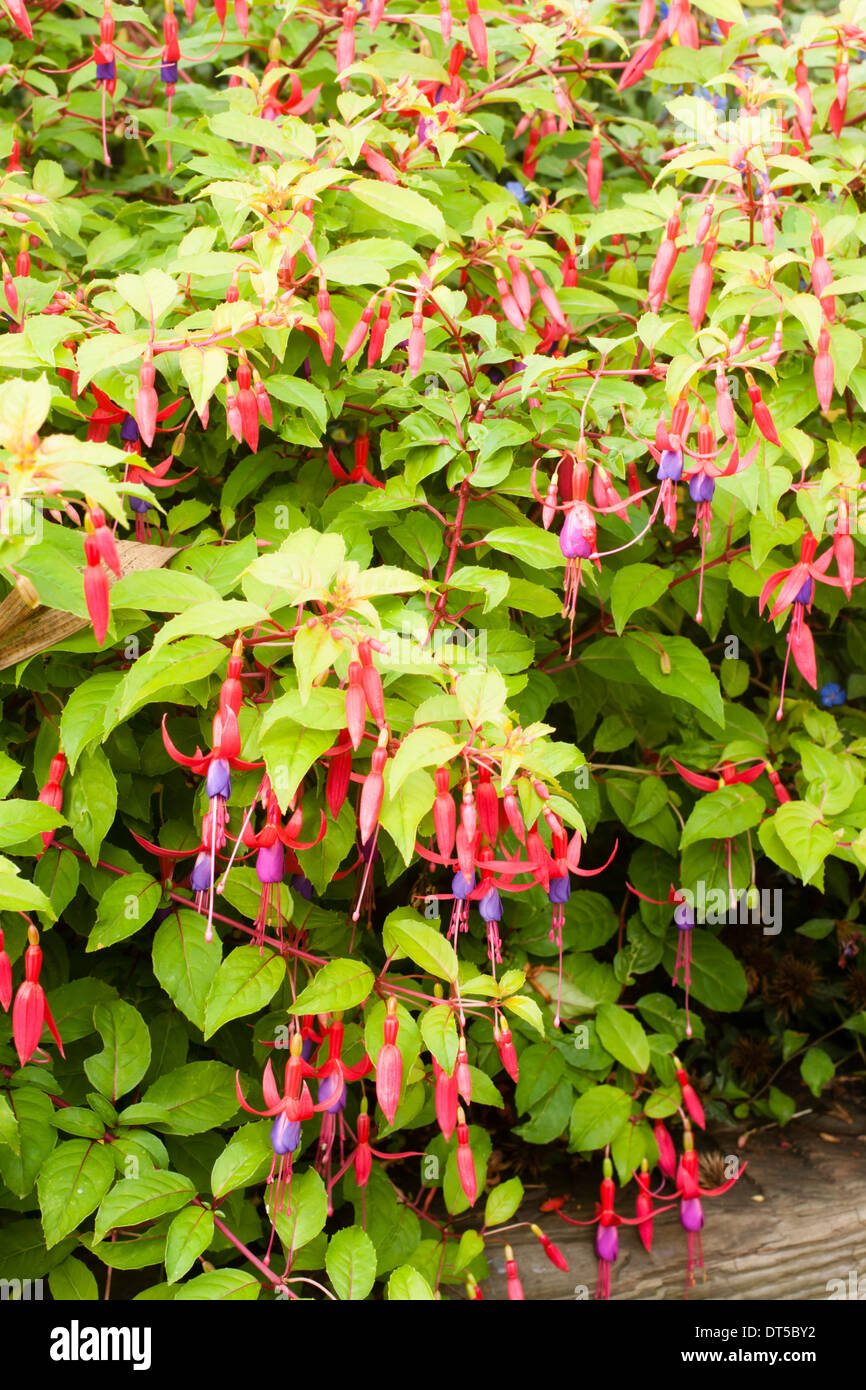 Hardy, yellow leaved Fuchsia ' Genii' Stock Photo