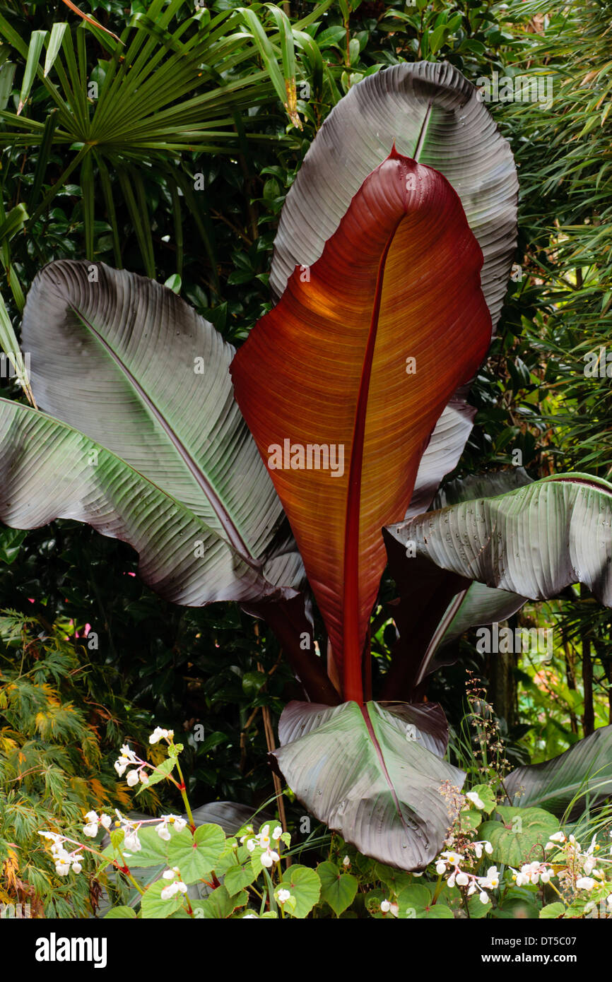 Red leaved Abysssinian banana, Ensete ventricosum 'Maurelii' Stock Photo