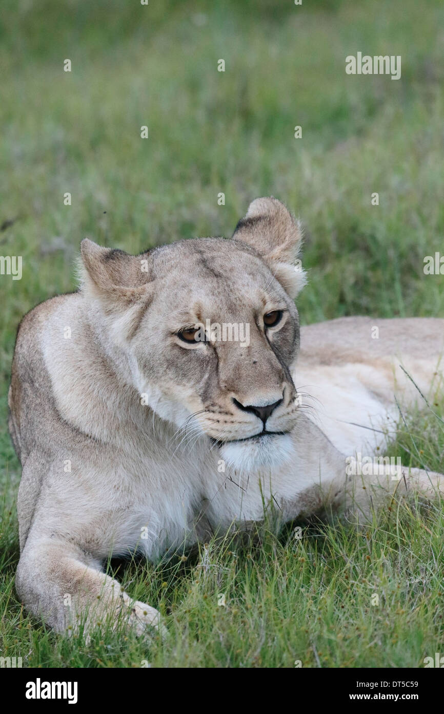 Female lion resting and looking up in a game reserve Stock Photo
