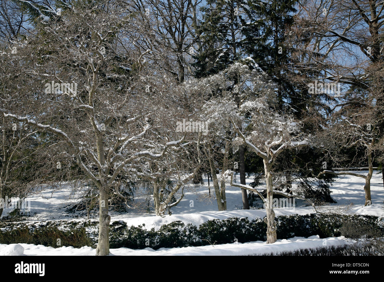 Snow covered trees and grass Stock Photo - Alamy