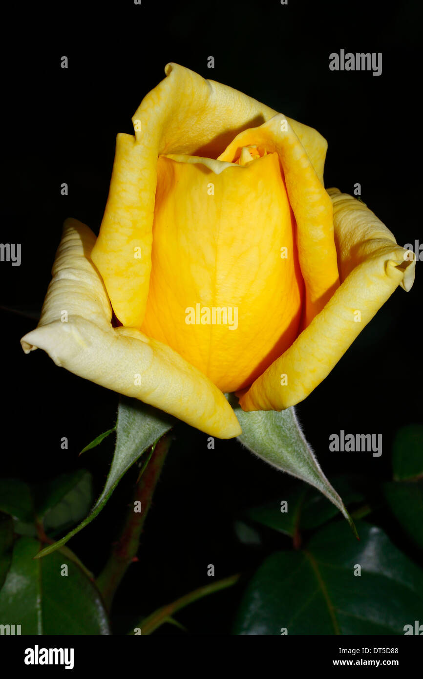 yellow rose bloomed in spring Stock Photo