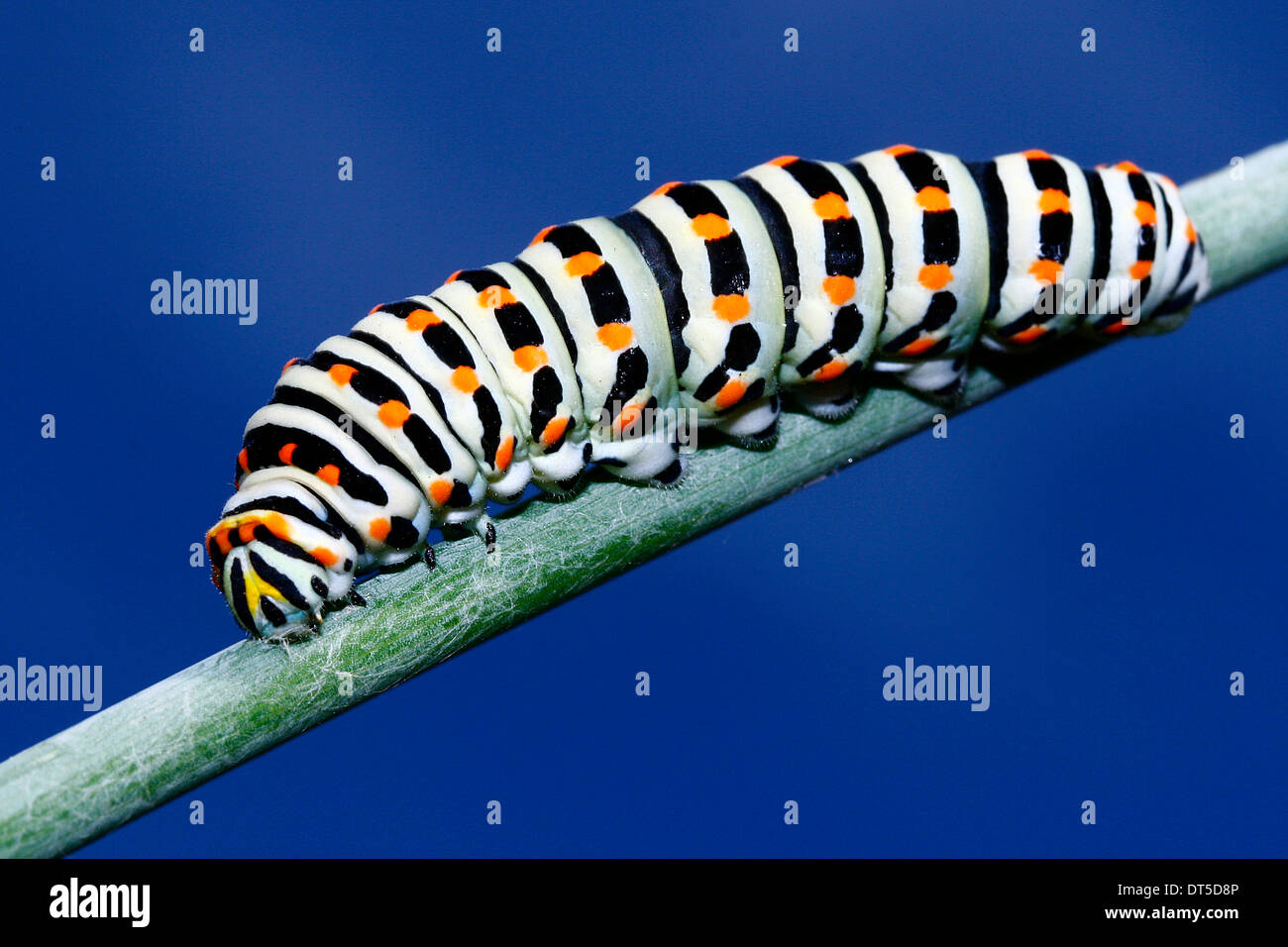 This spring beautiful caterpillar a butterfly impressive Stock