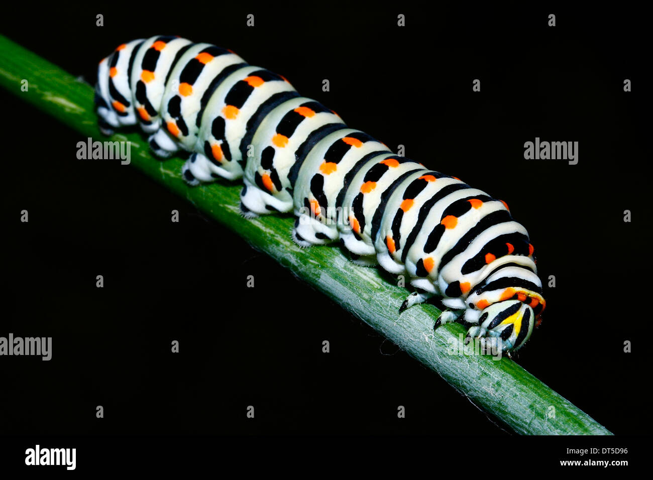 This spring beautiful caterpillar becomes a butterfly impressive Stock Photo