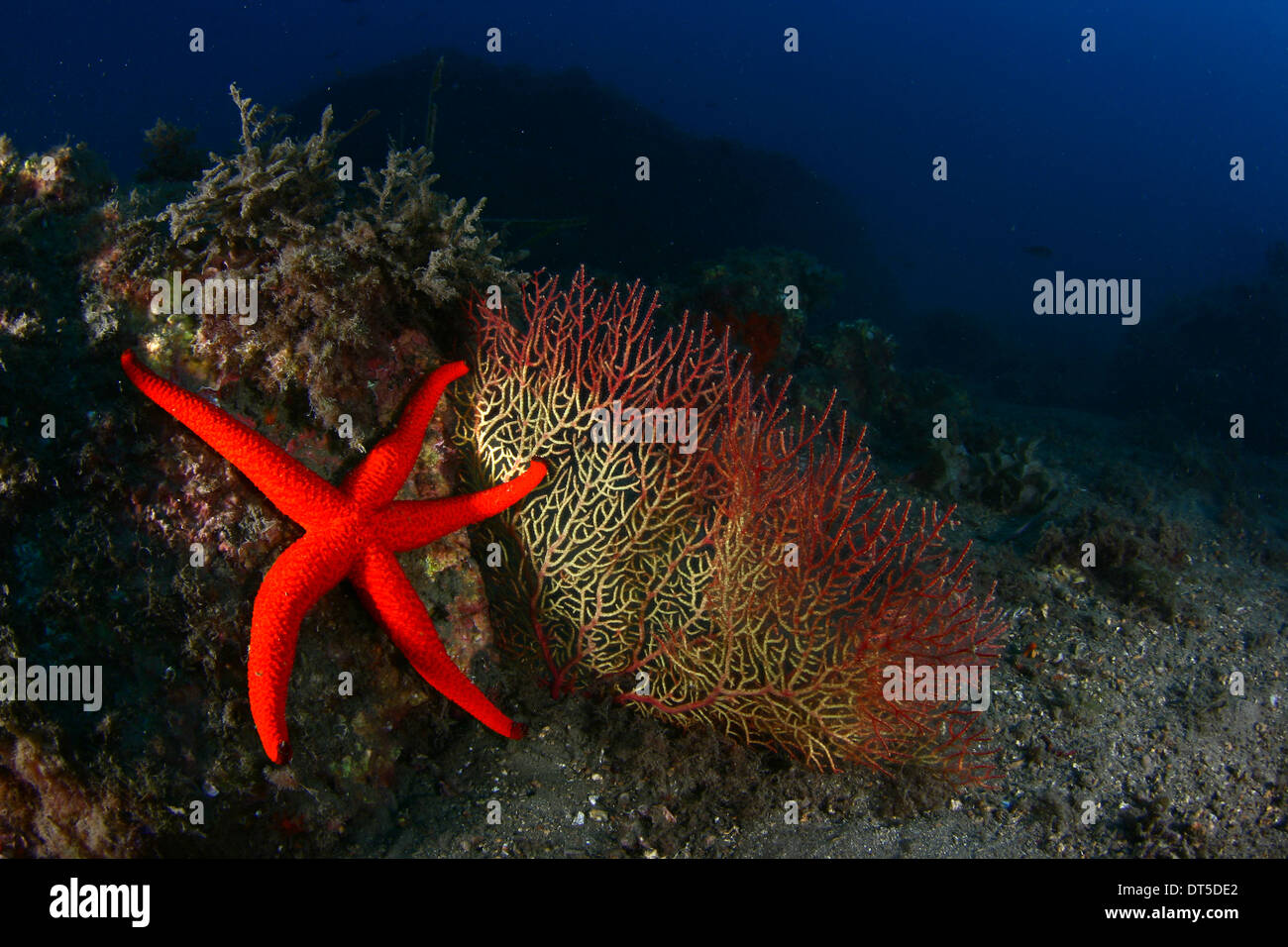 Gorgonian and fishstar Stock Photo