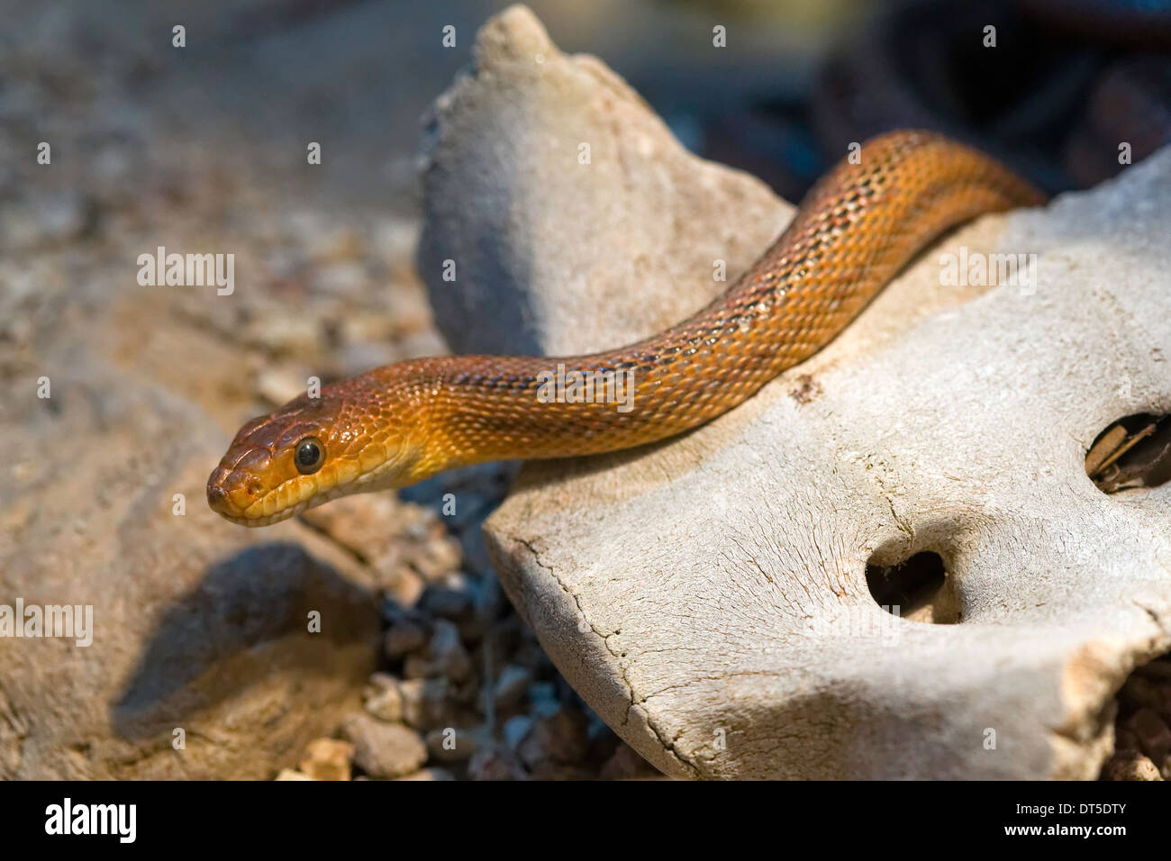Baird's Rat Snake (Elaphe bairdi), West Texas and Mexico Stock Photo