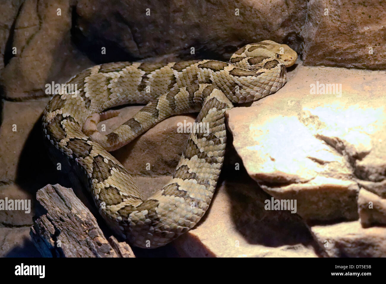 Mexican Pigmy Rattlesnake (Crotalus ravus ravus), Southern Mexico Stock Photo