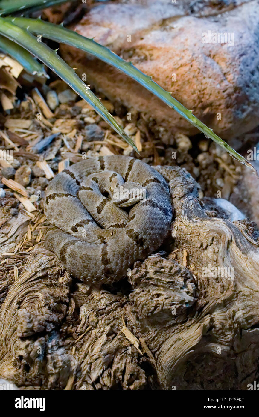 Tamaulipan Rock Rattlesnake (Crotalus lepidus morulus), Mexico Stock