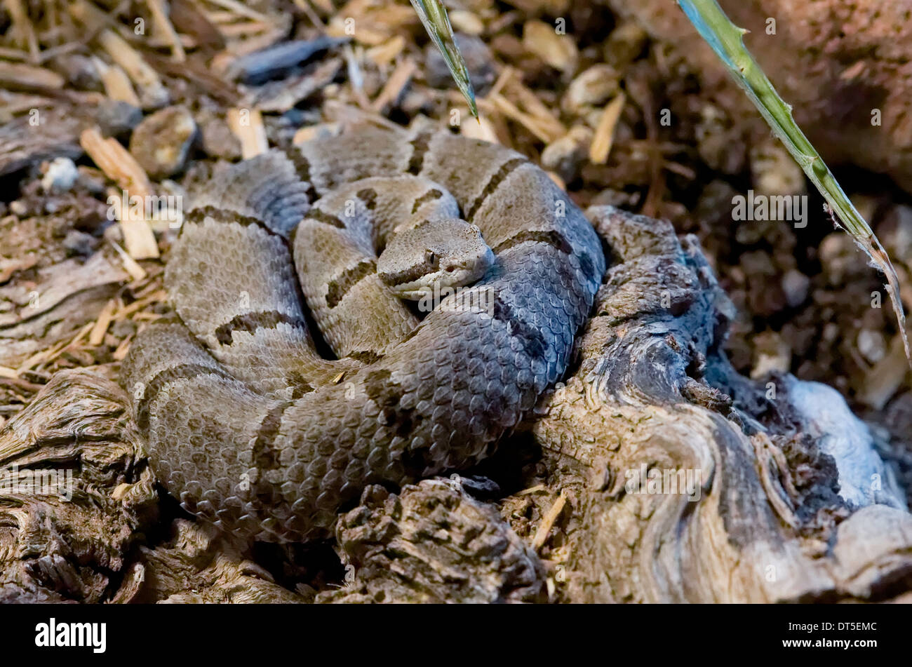 Tamaulipan Rock Rattlesnake (Crotalus lepidus morulus), Mexico Stock