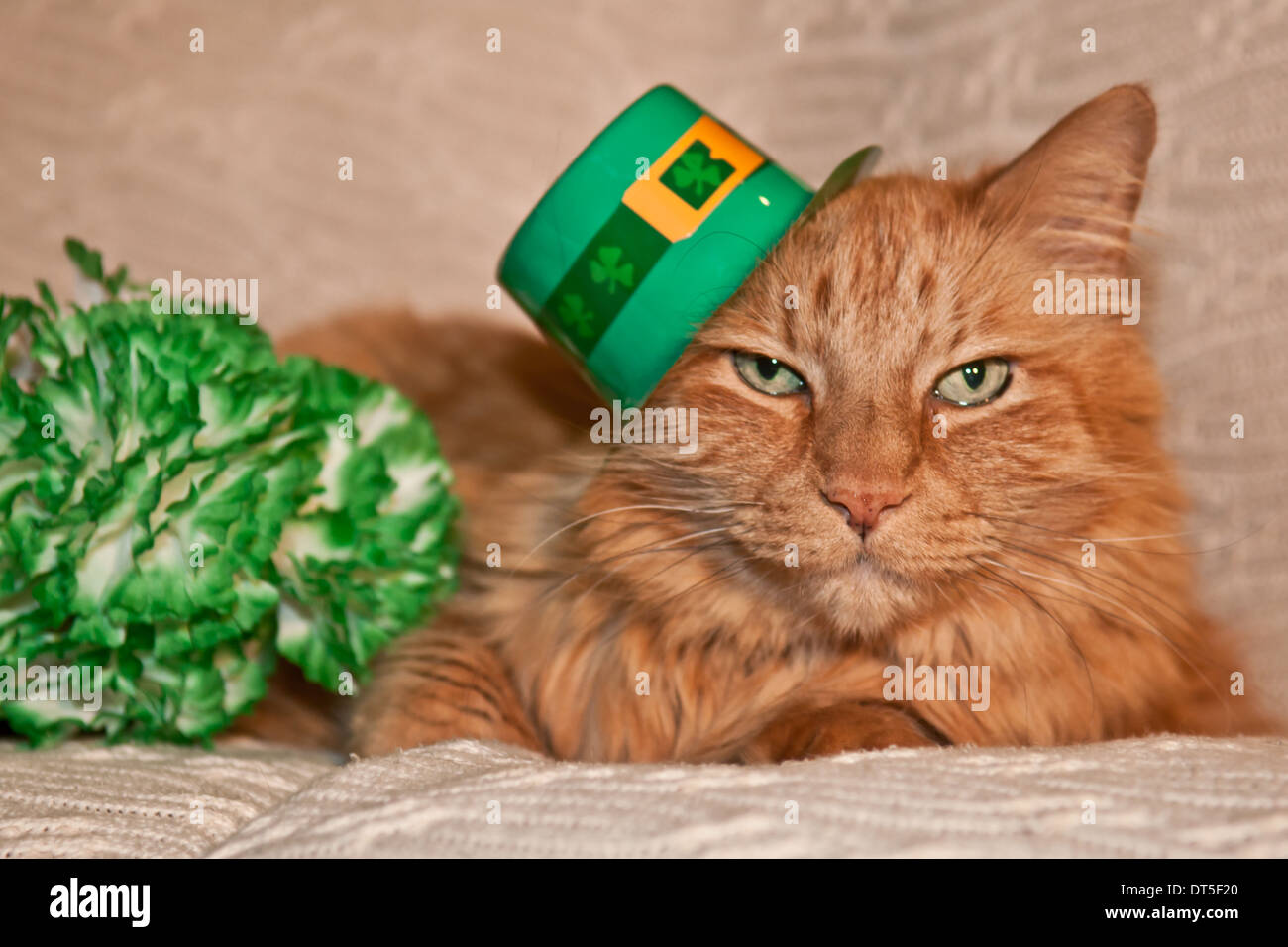 Leprechaun Cat Hat St. Patrick's Day Hat for Cats St 