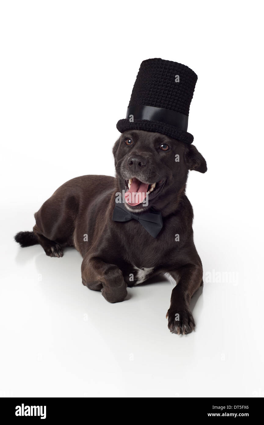 Smiling, Black, Mixed-Breed Dog in Top Hat & Bow Tie Stock Photo
