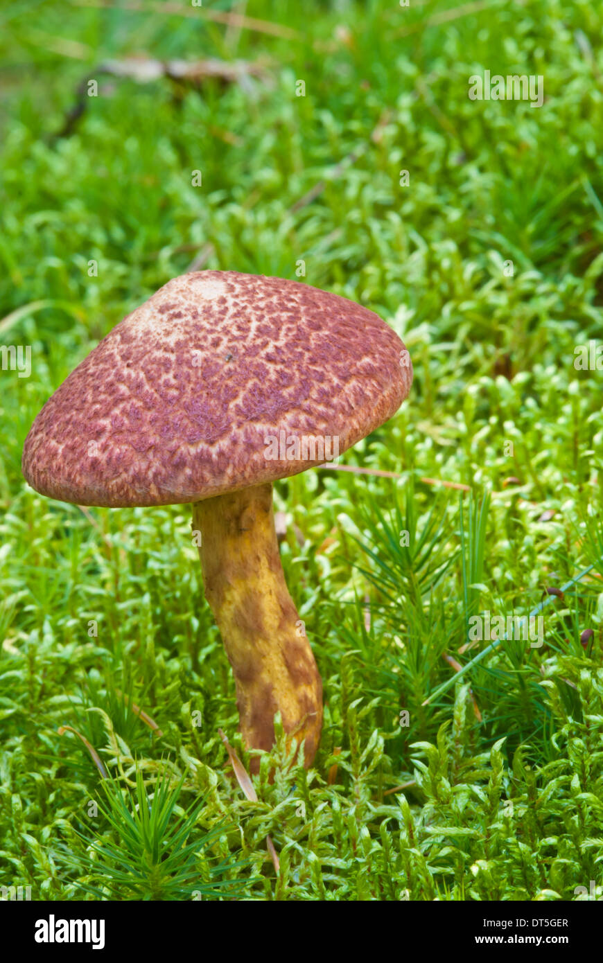 Painted bolete, Suillus spraguei, growing in a field of mosses, Depot Lakes Conservation Area Painted bolete, Suillus spraguei, growing in a field of mosses, Depot Lakes Conservation Area