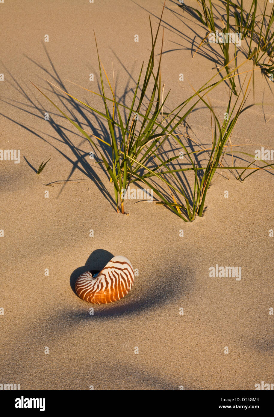 Nautilus seashell beach sand close up cut out, New Jersey, USA, 10.64