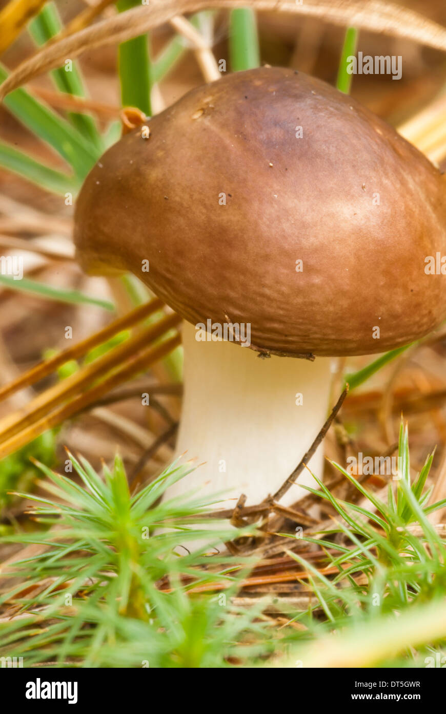 Deer mushroom, Pluteus cervinus, growing among pine needles and moss, Frontenac Provincial Park, Ontario Stock Photo