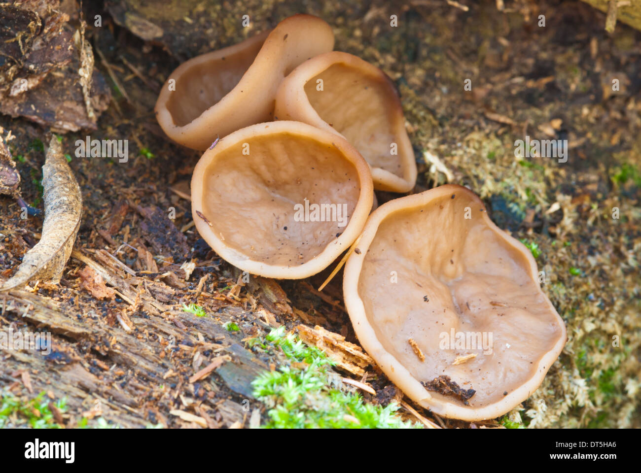 Peziza vesiculosa growing on rotting wood, Parrots Bay Conservation Area, Ontario Stock Photo