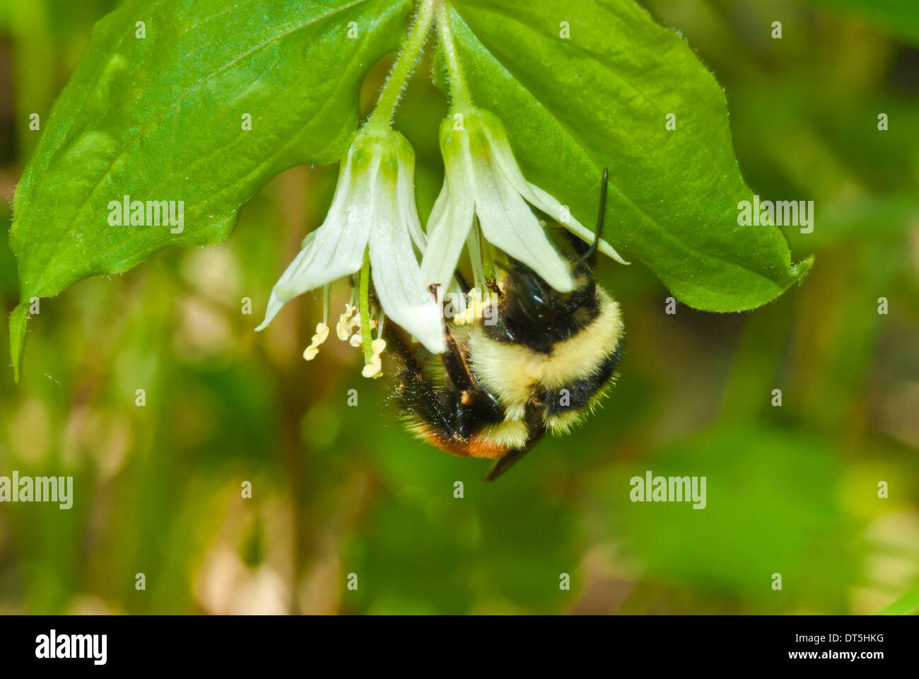 Tricolored bumble bee, Bombus ternarius, feeding from fairybell, Disporum trachycarpum, Wagner Bog, Alberta Stock Photo
