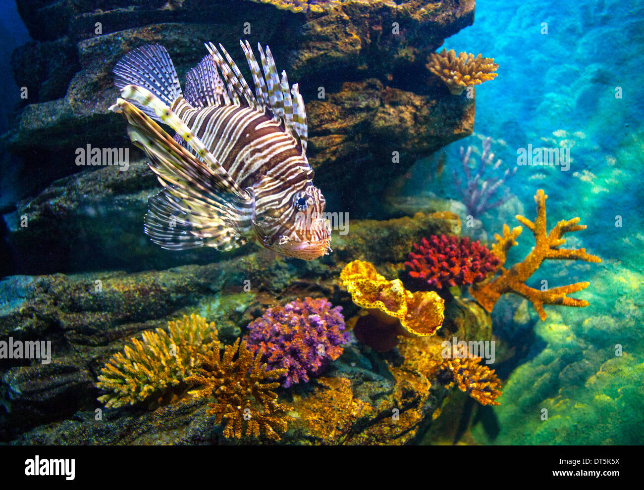 Juvenile lionfish over multicolored corals. Stock Photo
