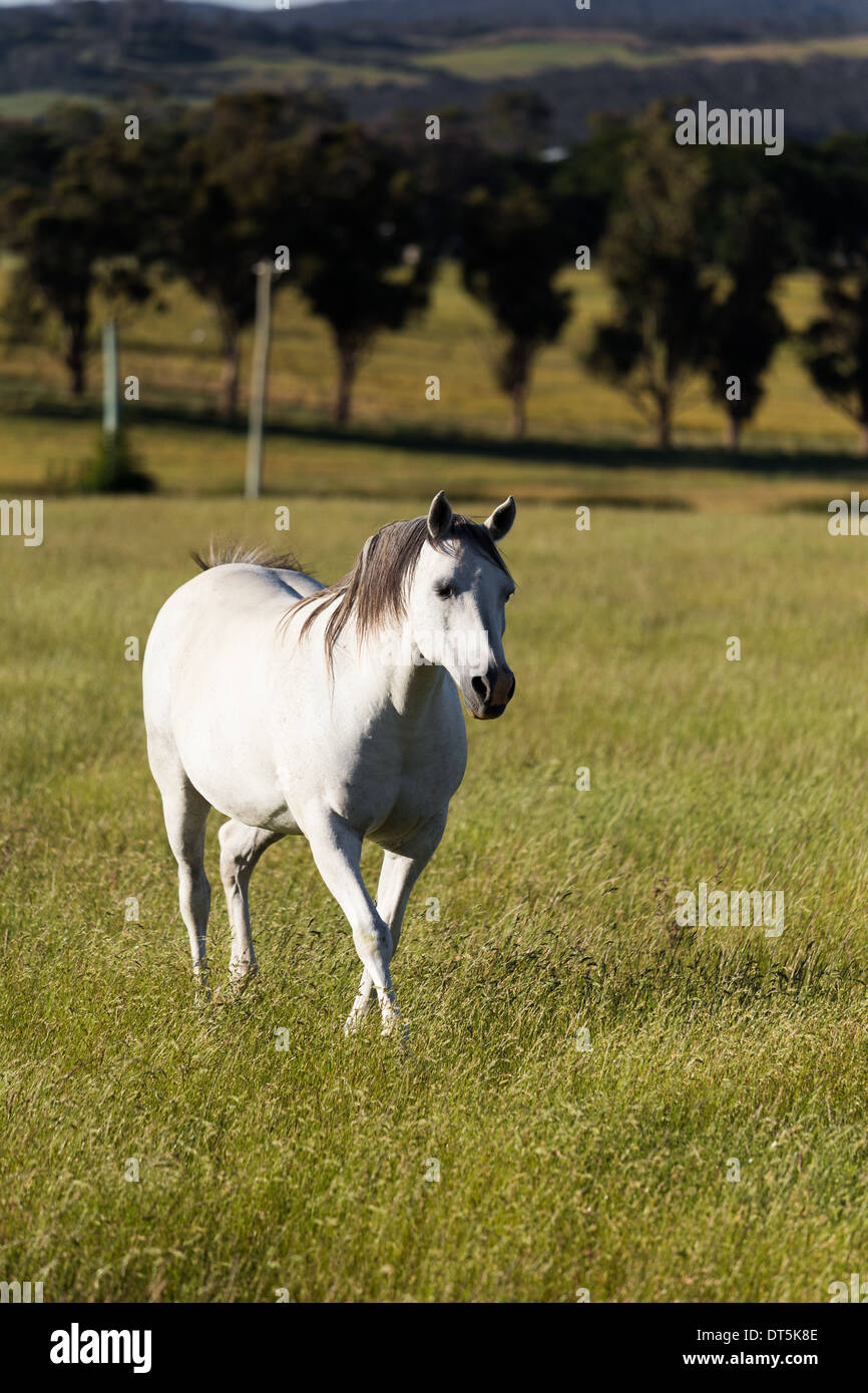 Horse in a field, Tasmania Stock Photo Alamy