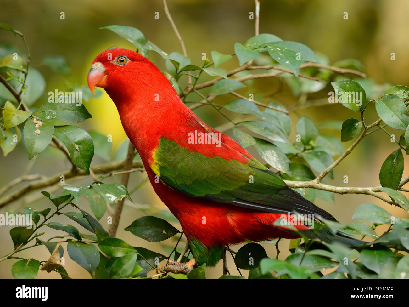 beautiful Chattering Lory (Lorius garrulus) at tree top Stock Photo - Alamy