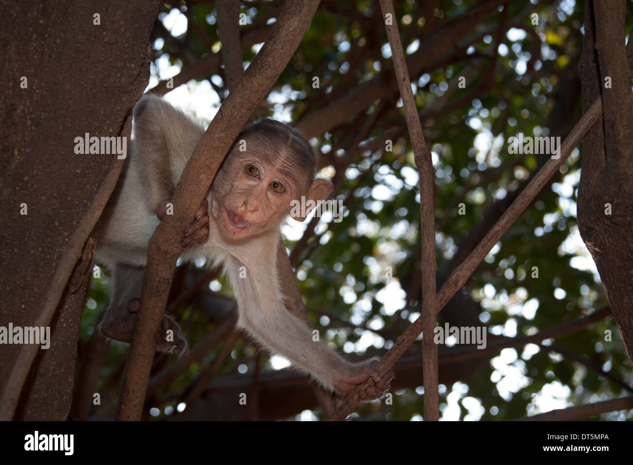 Monkeys along the roadside in Sanjay Gandhi National Park, Borivalli, Maharashtra, Mumbai. Stock Photo