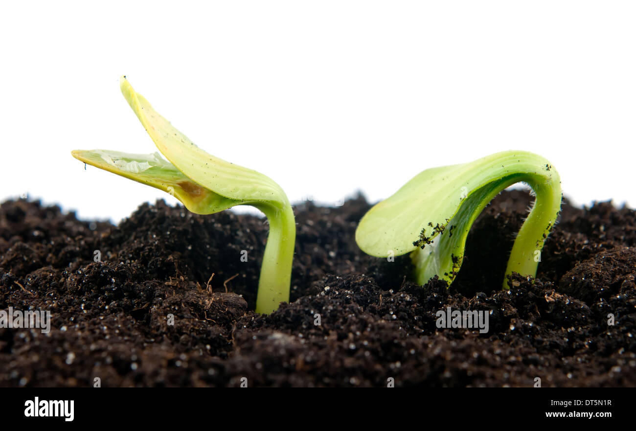 cucumber seedling in the ground, isolated Stock Photo