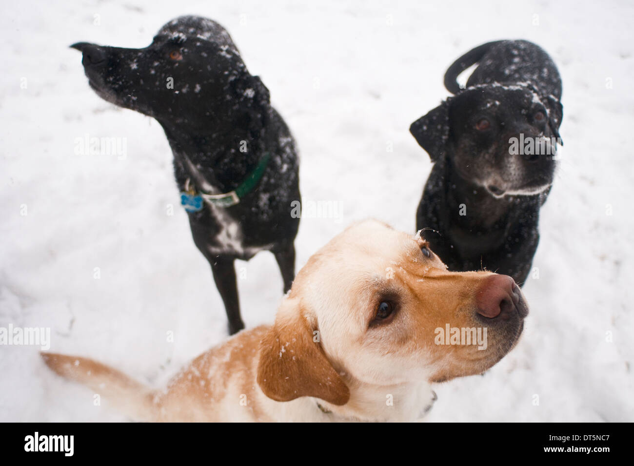 Three dogs, 2 female mixed-breed black dogs and 1 purebred yellow Labrador retriever, outside n the snow Stock Photo