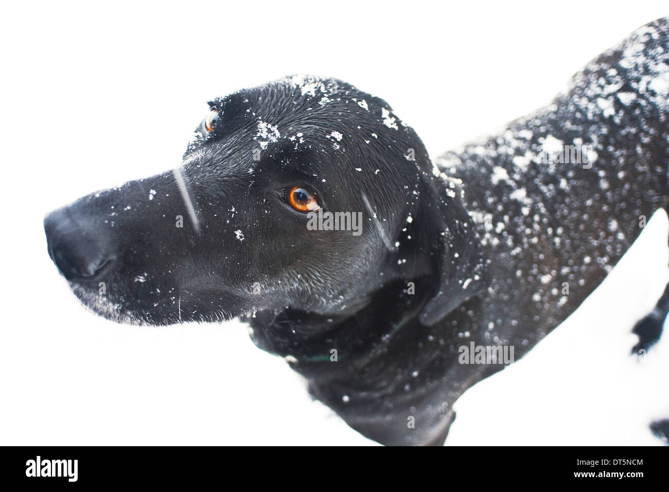 A female black canine, known as a 'mutt' standing in a field of snow. She is mixed breed with some Labrador Retriever in her blo Stock Photo
