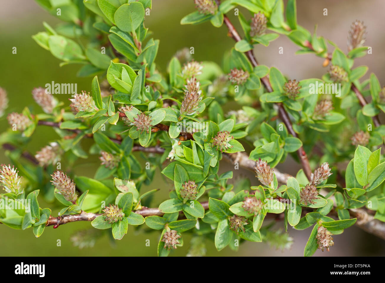 Blue willow, Blue Leaved Willow, Blaugrüne Weide, Hechtblaue Weide, Salix caesia Stock Photo