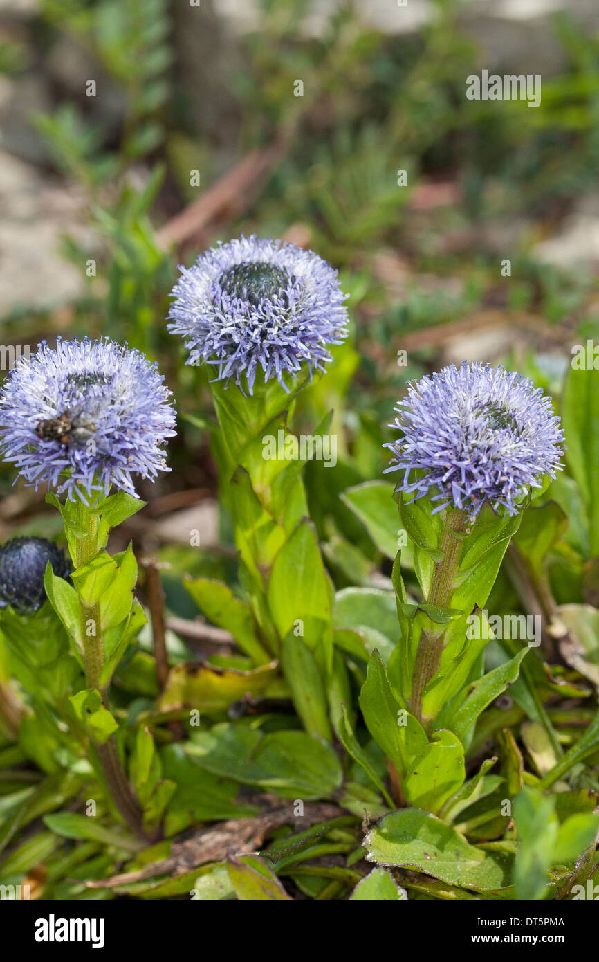 Ball Flower, Common Globularia, Globe Flower, Globe Daisy, Echte Kugelblume, Punktierte Kugelblume, Globularia punctata Stock Photo