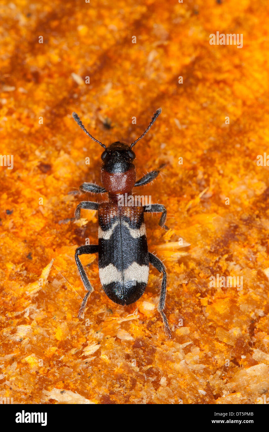 Ant beetle, European Red-bellied Clerid, Ameisenbuntkäfer, Ameisenbunt-Käfer, Ameisenartiger Buntkäfer, Thanasimus formicarius Stock Photo