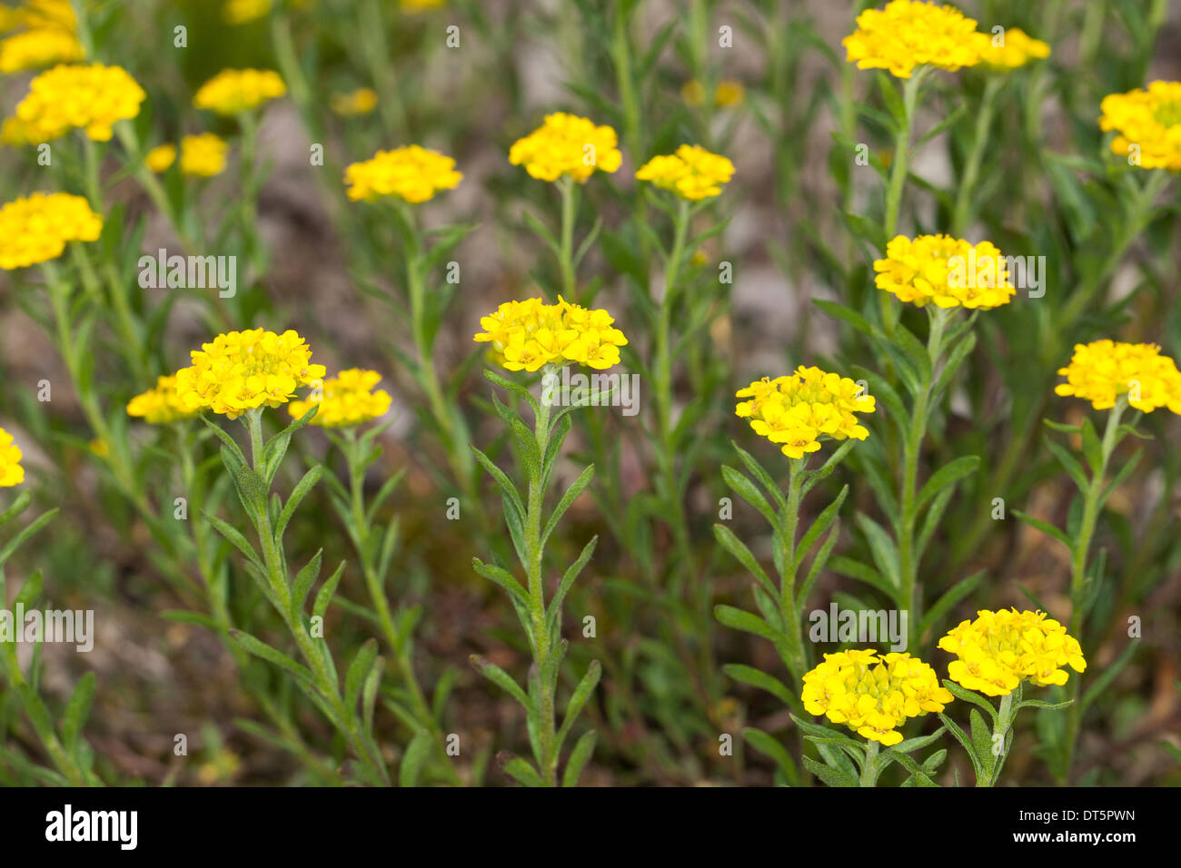 Madwort, Mountain Alyssum, Mountain Alison, Berg-Steinkraut, Bergsteinkraut, Gelbes Steinkraut, Steinkresse, Alyssum montanum Stock Photo