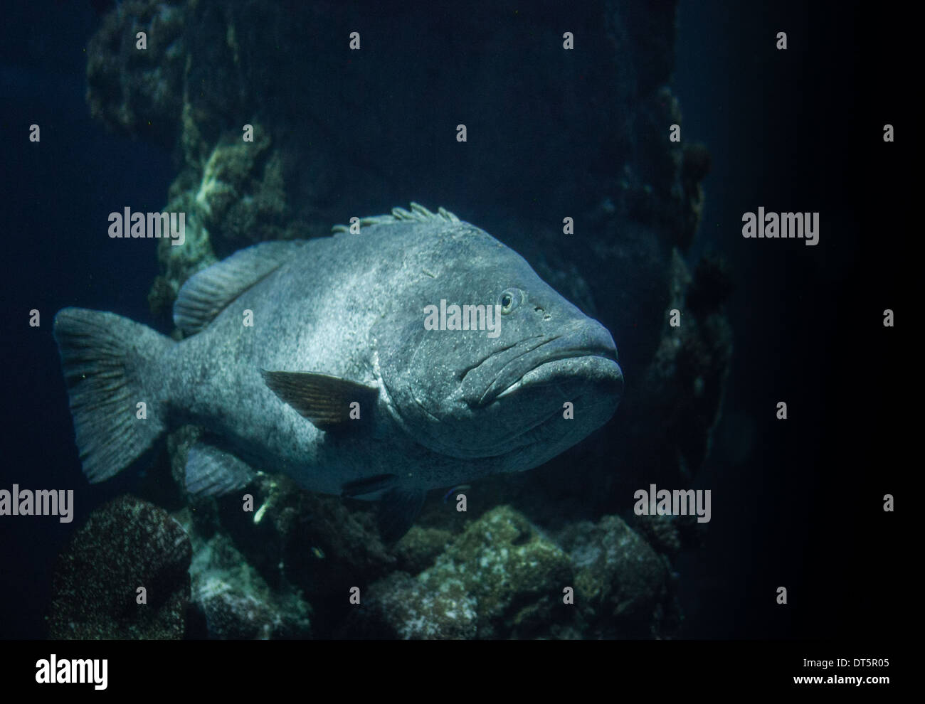 paddle tail fish swimming in the deep Stock Photo