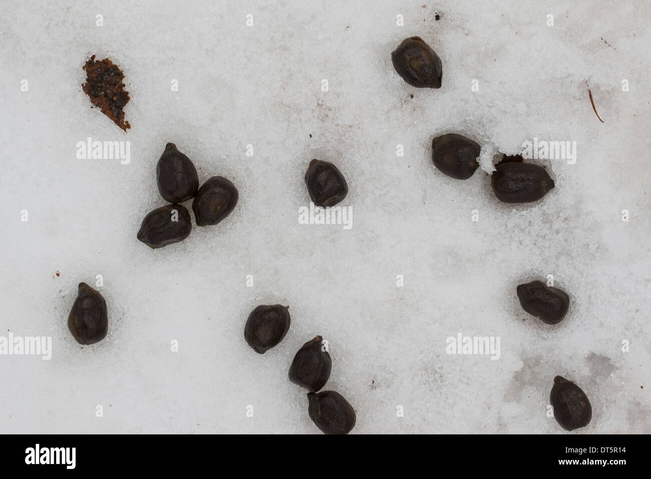 Fallow deer, Daim, droppings in winter, snow. Losung vom Damwild, Kot im Schnee, Winter, Damhirsch, Cervus dama Stock Photo