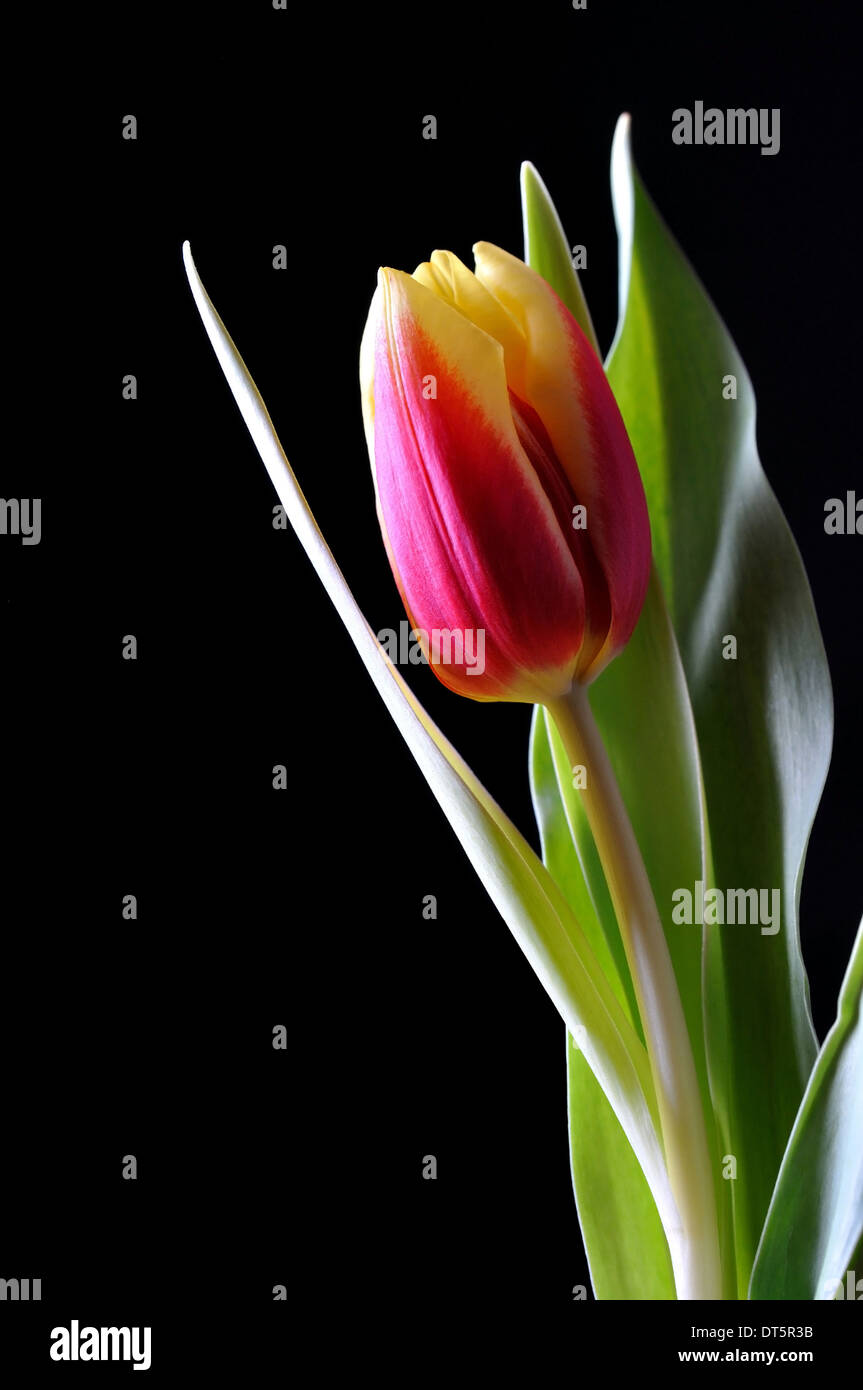 A tulip on black Stock Photo