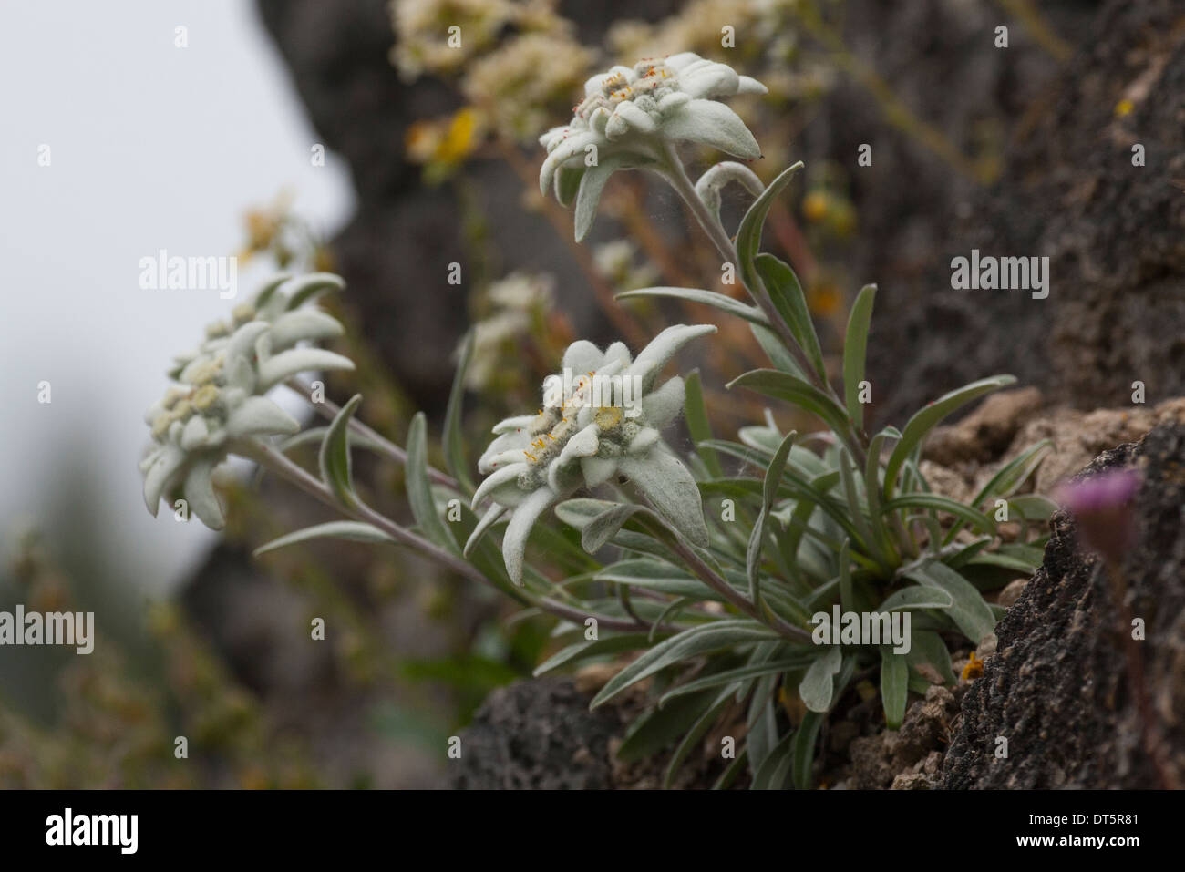 Edelweiss,Alpen-Edelweiß, Alpen-Edelweiss, Leontopodium nivale, Leontopodium alpinum Stock Photo
