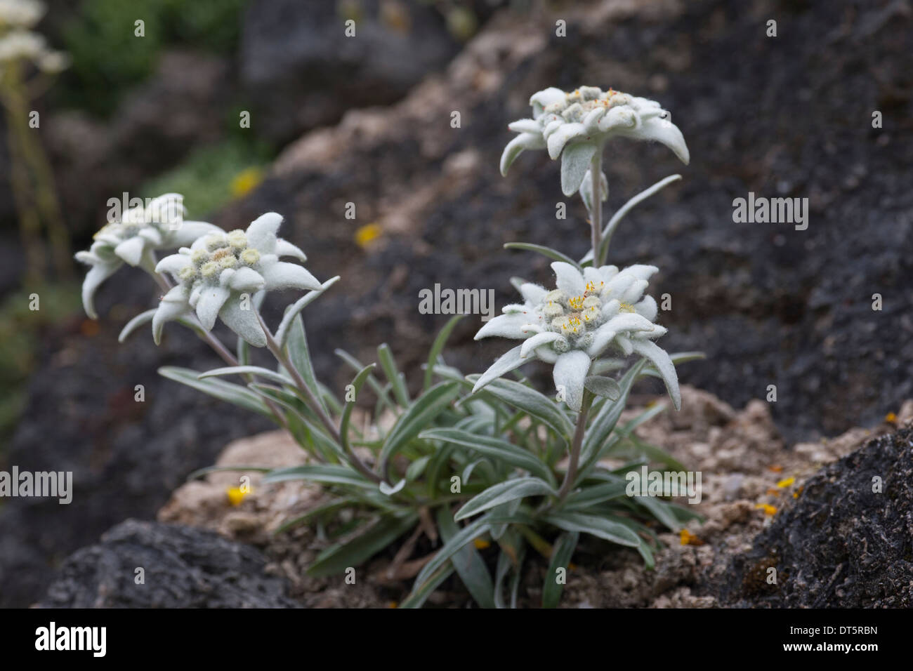 Edelweiss, Alpen-Edelweiß, Alpen-Edelweiss, Leontopodium nivale, Leontopodium alpinum Stock Photo