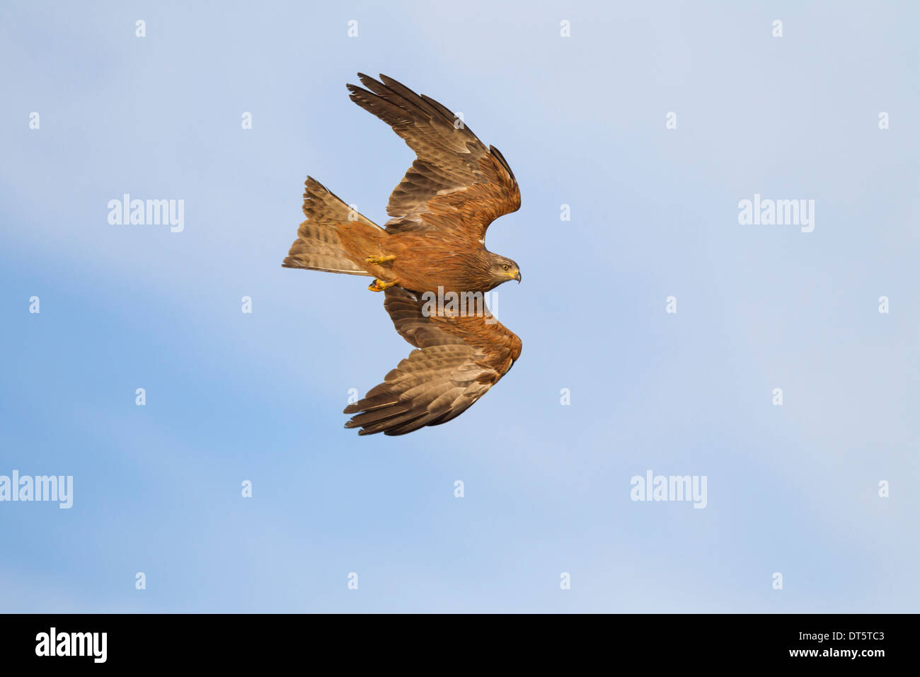 Black Kite milvus migrans  Schwarzmilan flying Stock Photo