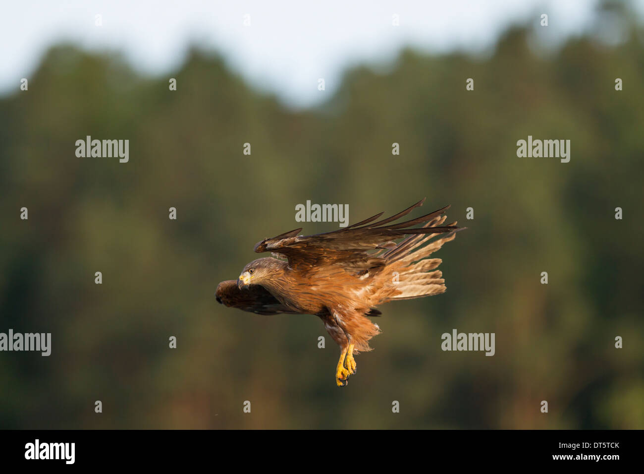 Black Kite milvus migrans  Schwarzmilan flying Stock Photo