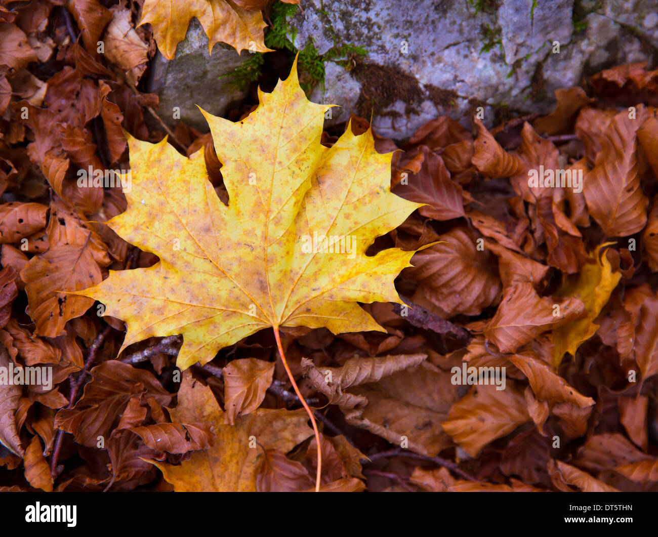 Autum alamo yellow leaf in a beech fall forest in Pyrenees Ordesa Valley spain Stock Photo