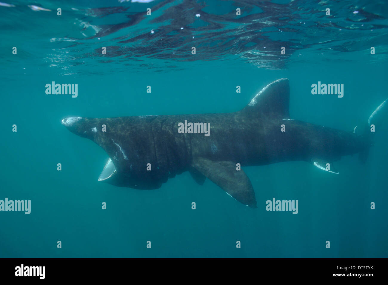 Basking shark Stock Photo