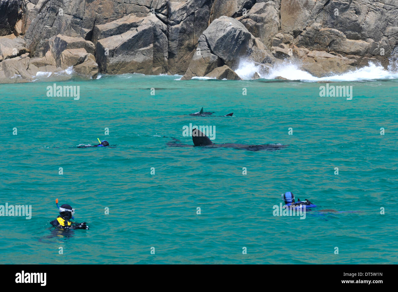 Basking shark close to the shore Stock Photo