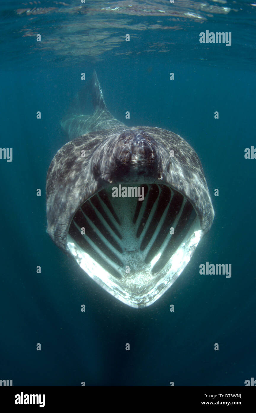 Basking shark mouth hi-res stock photography and images - Alamy