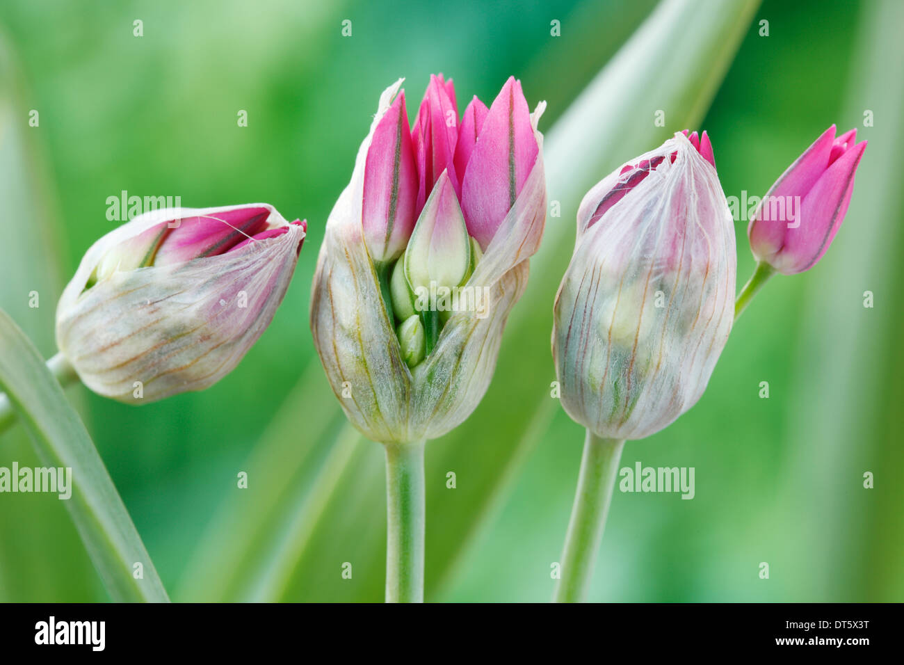 Allium oreophilum Mountain lover Pink lily leek Flower bud starting to open May Stock Photo
