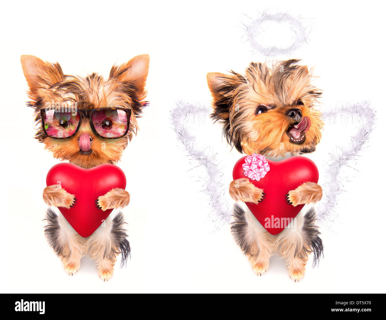 cute lover valentine puppy dog with a red heart isolated on white ...