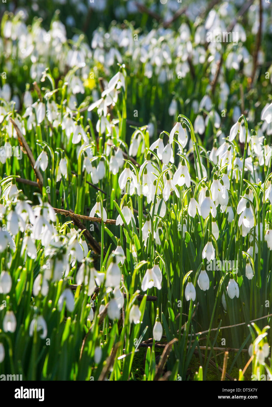 Snowdrops in St Peter's church yard, Stanton Lacy, Shropshire, England Stock Photo