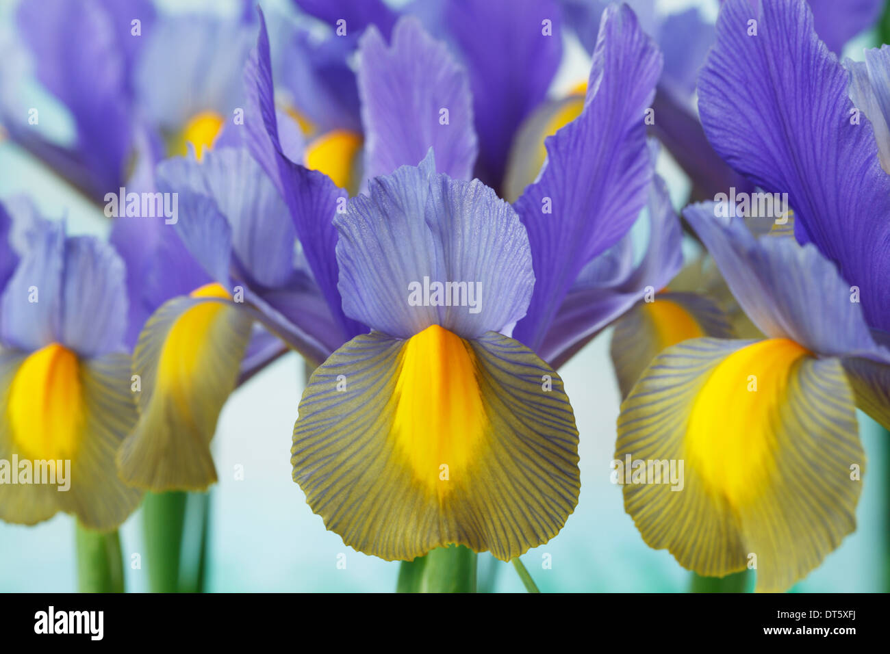 Dutch iris hi-res stock photography and images - Alamy