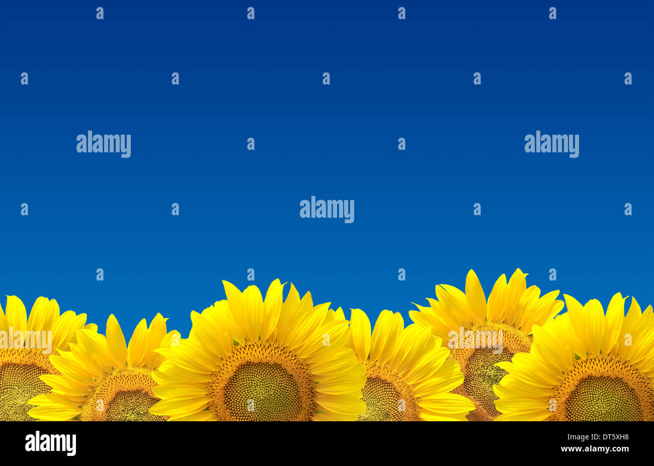Field of sunflowers and blue sky Stock Photo
