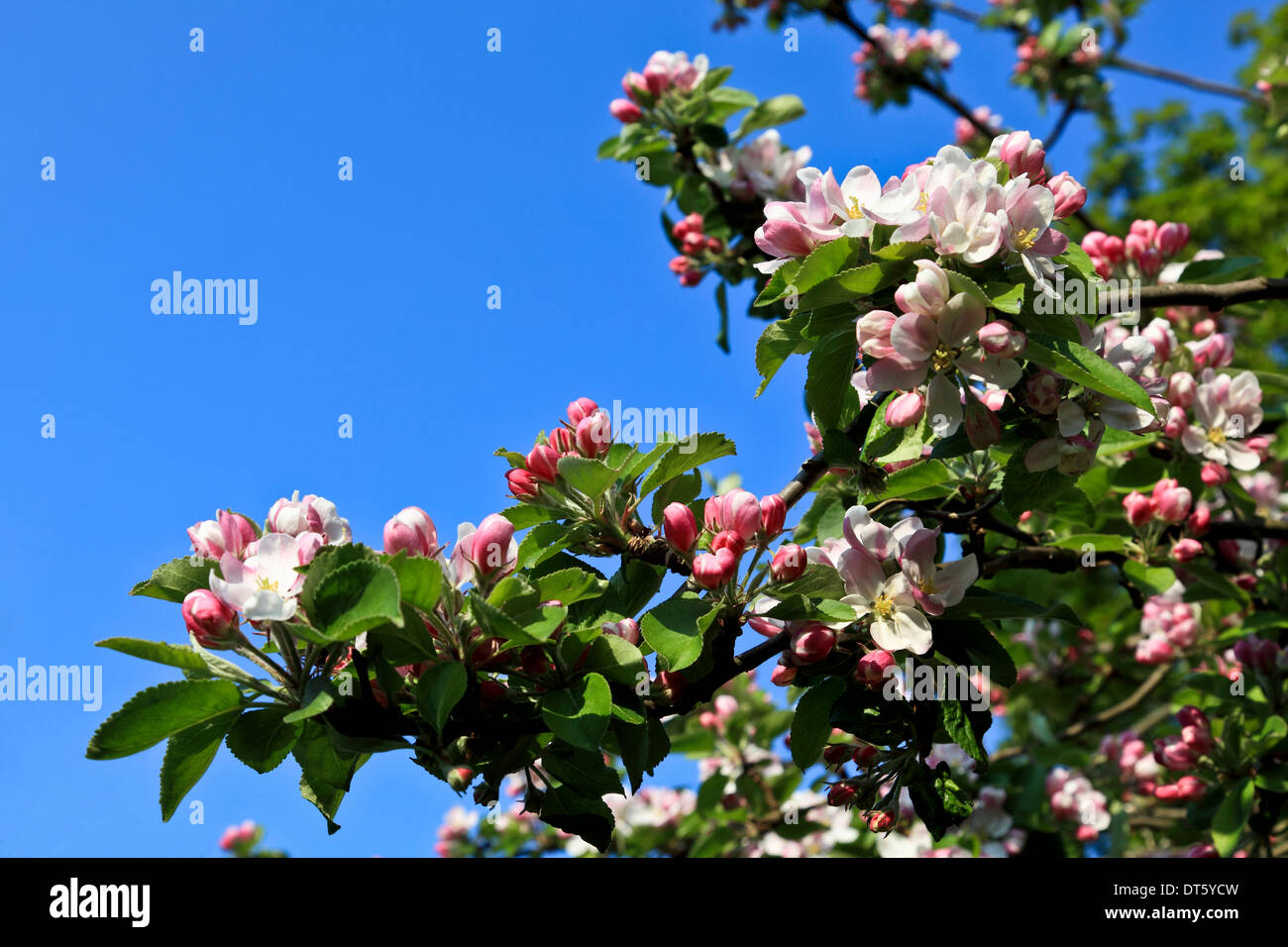 9276. Apple Blossom, Kent, England, UK, Europe Stock Photo