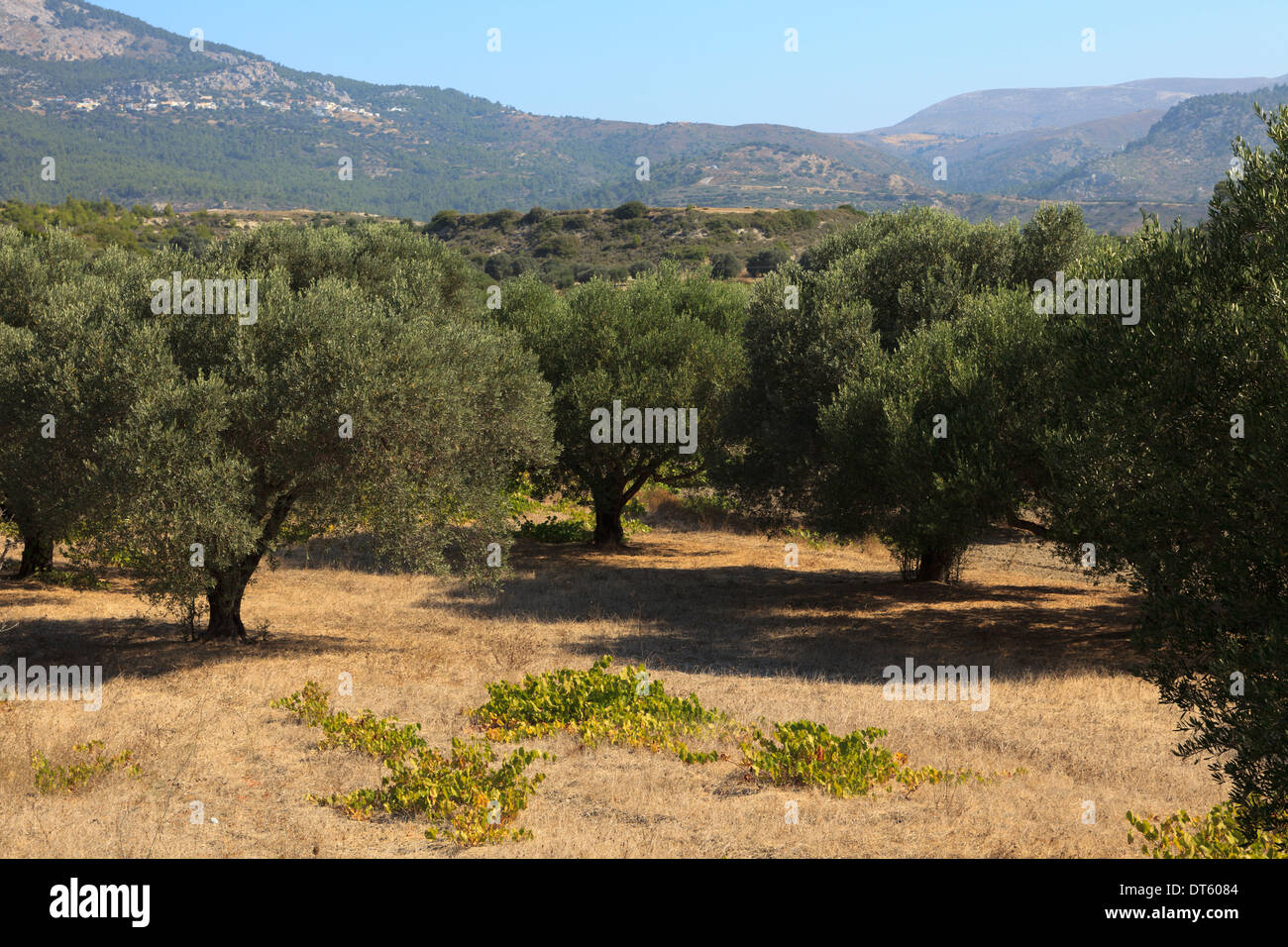 Greek olive trees, Rhodes, Dodecanese Islands, Greece Stock Photo - Alamy