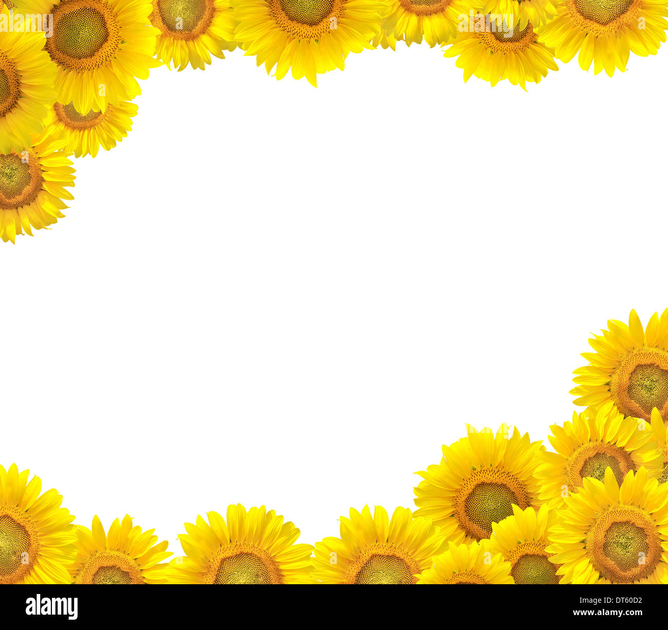 Isolated sunflowers on white background Stock Photo - Alamy