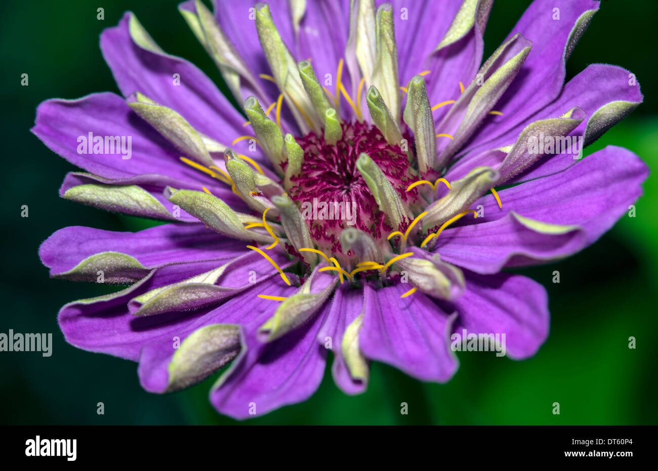 Dahlia purple flower hi-res stock photography and images - Alamy